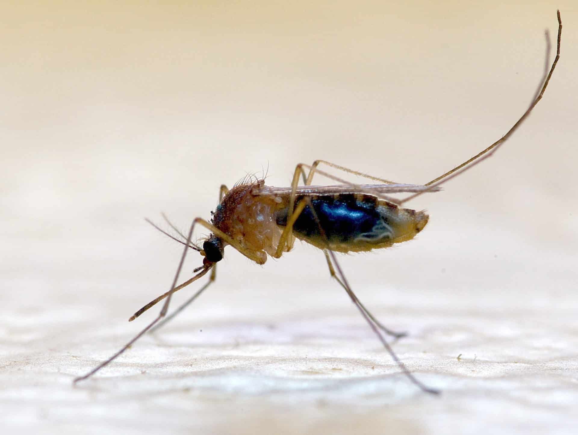 Le moustique, votre hôte Camarguais